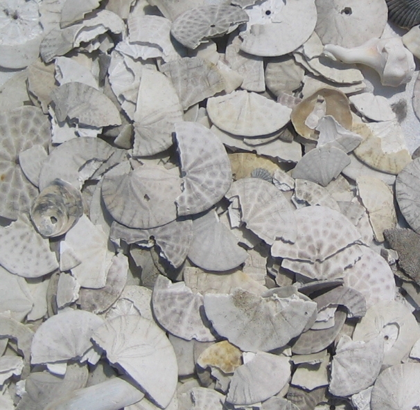 many broken sand dollar tests and shells